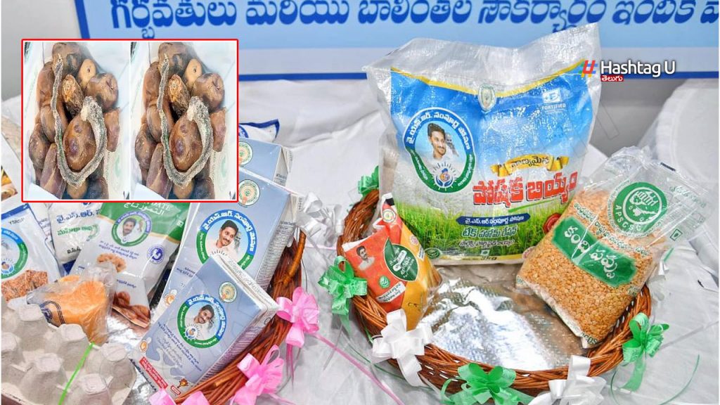 Snake Carcass In Ysr Sampoo