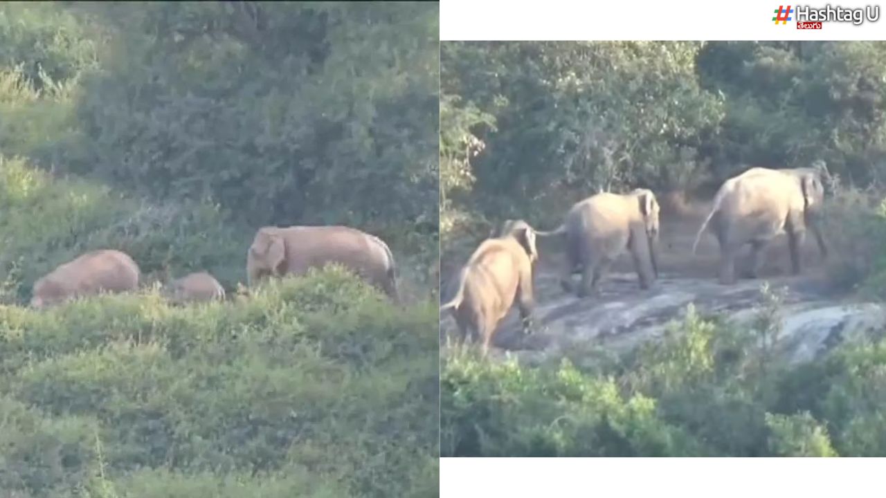 30 Elephants Entry : 30 ఏనుగుల ఎంట్రీ.. పది గ్రామాల్లో హై అలర్ట్