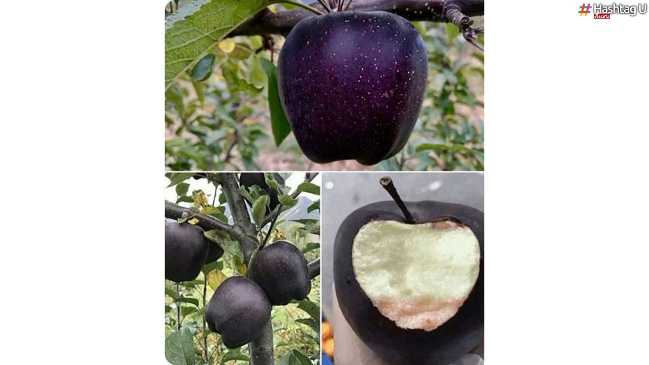 Black Diamond Apples : నల్ల యాపిల్స్ .. స్పెషాలిటీ తెలుసా ?