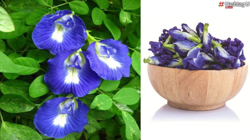 Butterfly Pea Flowers