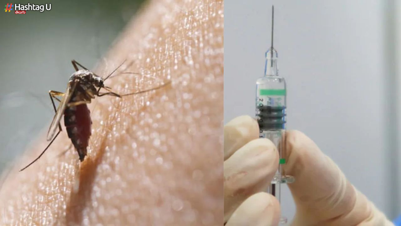 Chikungunya : మొట్టమొదటి చికున్‌గున్యా వ్యాక్సిన్ రిలీజ్.. ఎలా పనిచేస్తుంది ?