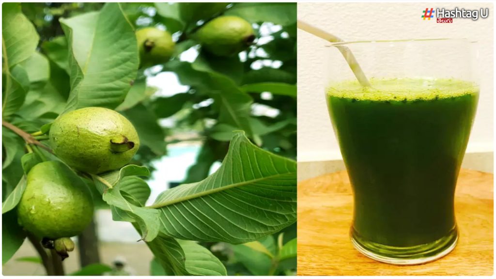 Do You Know The Amazing Benefits Of Drinking Guava Leaf Juice...