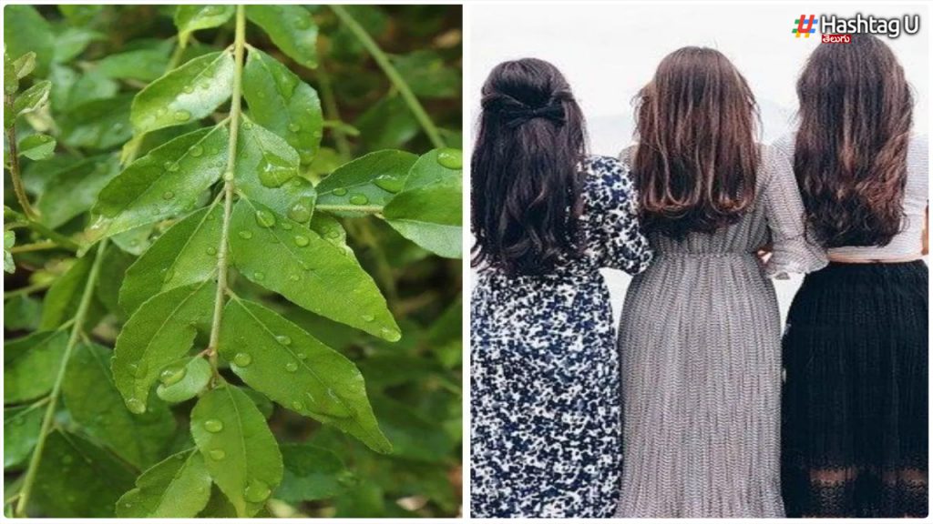 If You Do This With Curry Leaves, You Have To Grow Thick Hair...