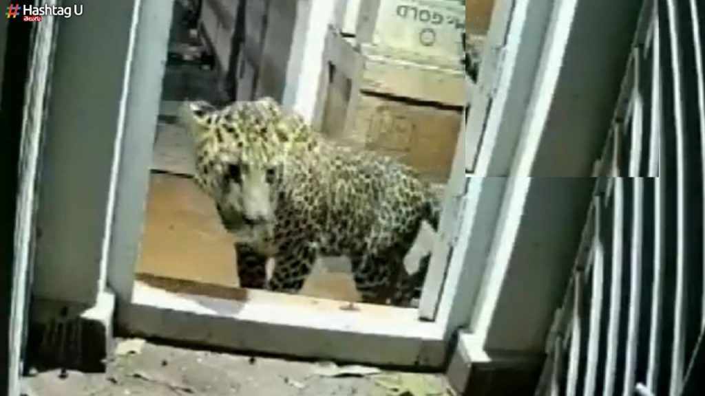 Leopard In House