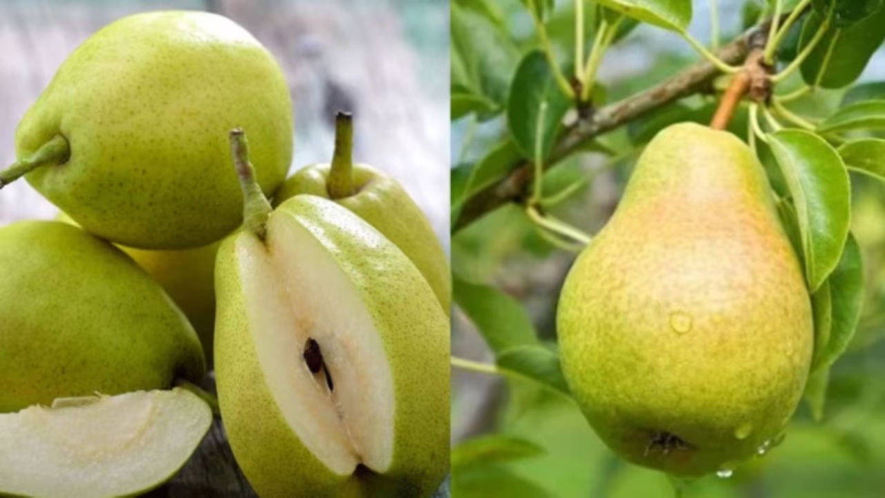 Benefits of Pears : క్యాన్సర్ నుంచి రక్షించే పియర్స్.. ఇంకా ఎన్నో ఆరోగ్య ప్రయోజనాలు