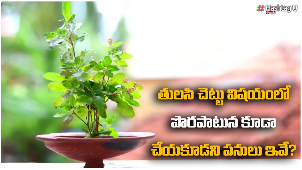 These Are The Things That Should Not Be Done Even By Mistake In The Case Of Tulsi Tree..