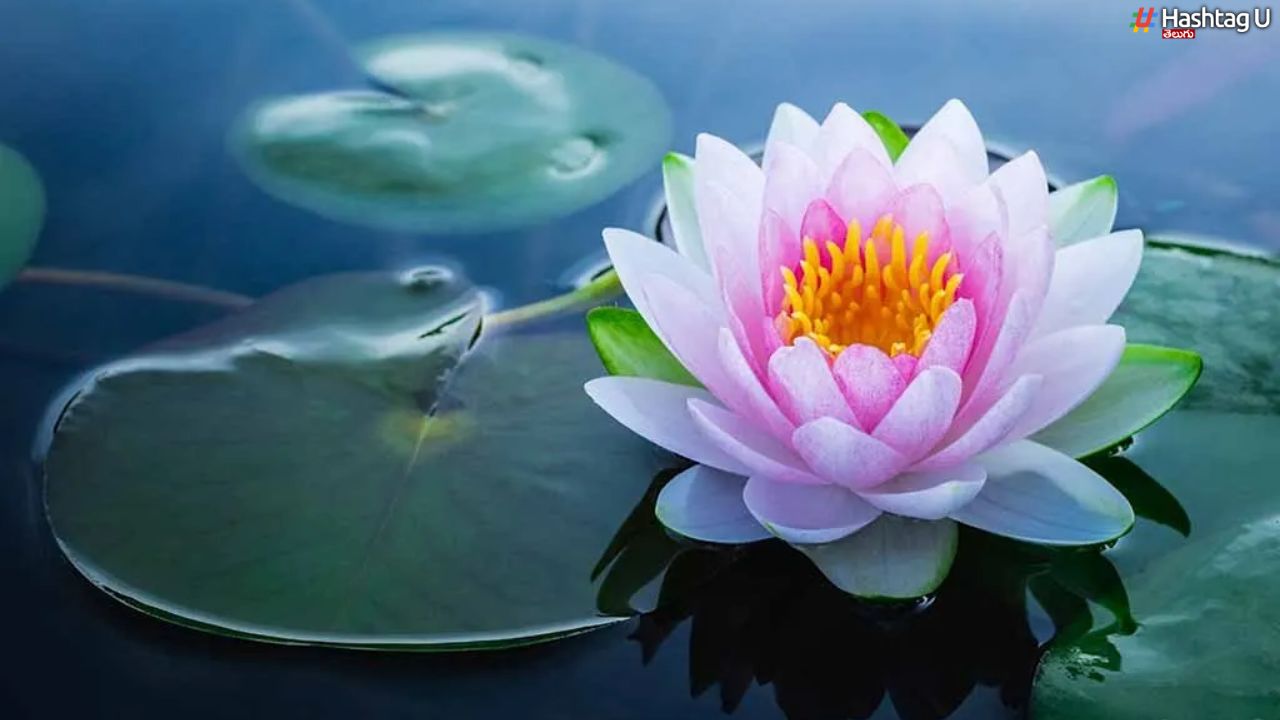 Water Lilies : కోరికలు తీర్చే దేవతా పుష్పం విశిష్టతలివీ..