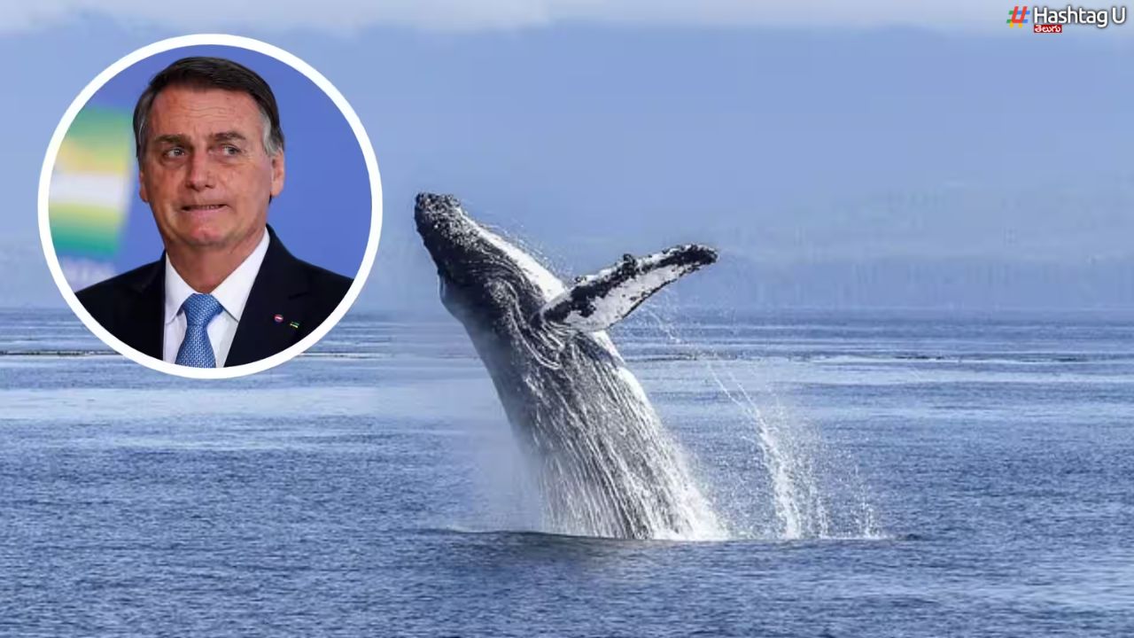 Whale Harassment : తిమింగలాన్ని వేధించిన మాజీ ప్రెసిడెంట్‌.. ఎక్కడ ?