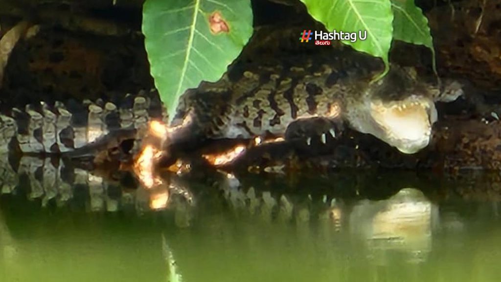 another crocodile
