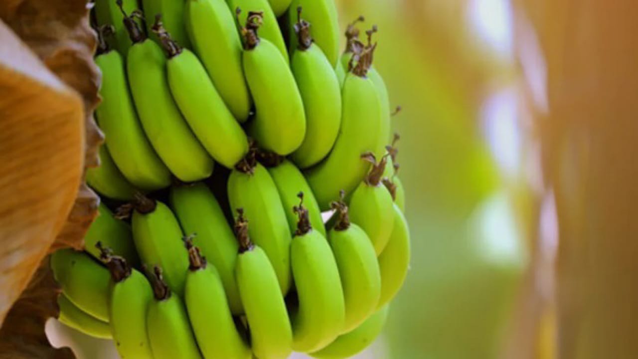 Health Benefits Of Raw Banana: పచ్చి అరటిపండుతో ఆరోగ్య ప్రయోజనాలు.. ఈ సమస్యలను దూరం చేసుకోవచ్చు..!