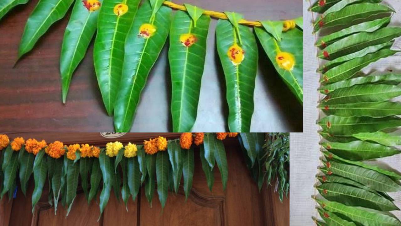 Mango Leaves : పండుగలు, ఫంక్షన్స్ సమయంలో ఇంటి ముందు మామిడి ఆకులు ఎందుకు కడతారో తెలుసా?