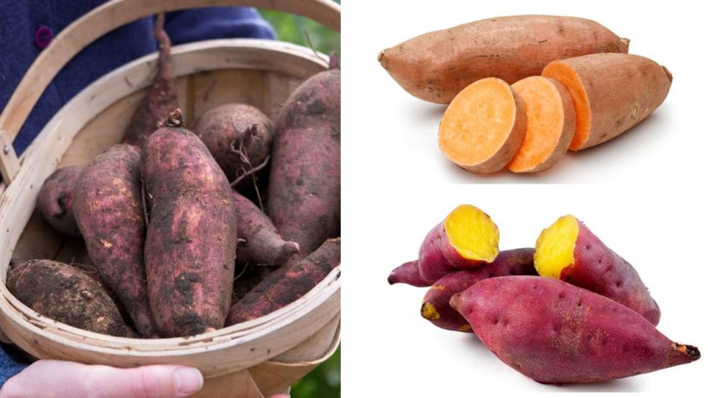 Benefits of Sweet Potato Eating in Winter