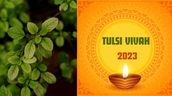 Tulsi Vivah 2023: తులసి వివాహం ప్రాముఖ్యత