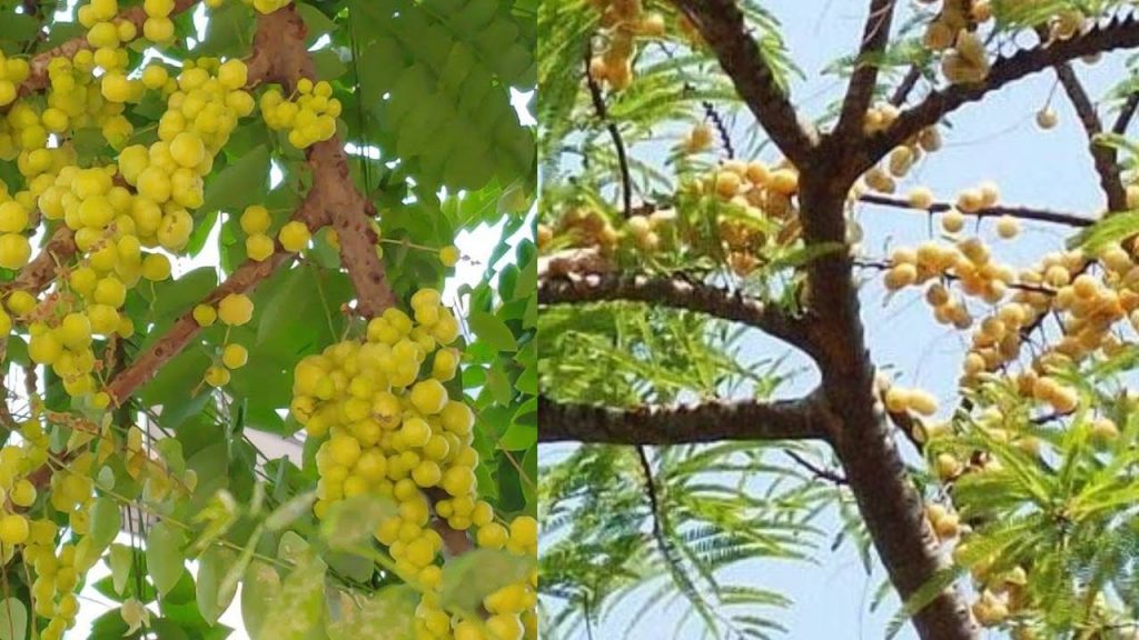 Goose Berry Tree Benefits and Culture in Karthika Masam