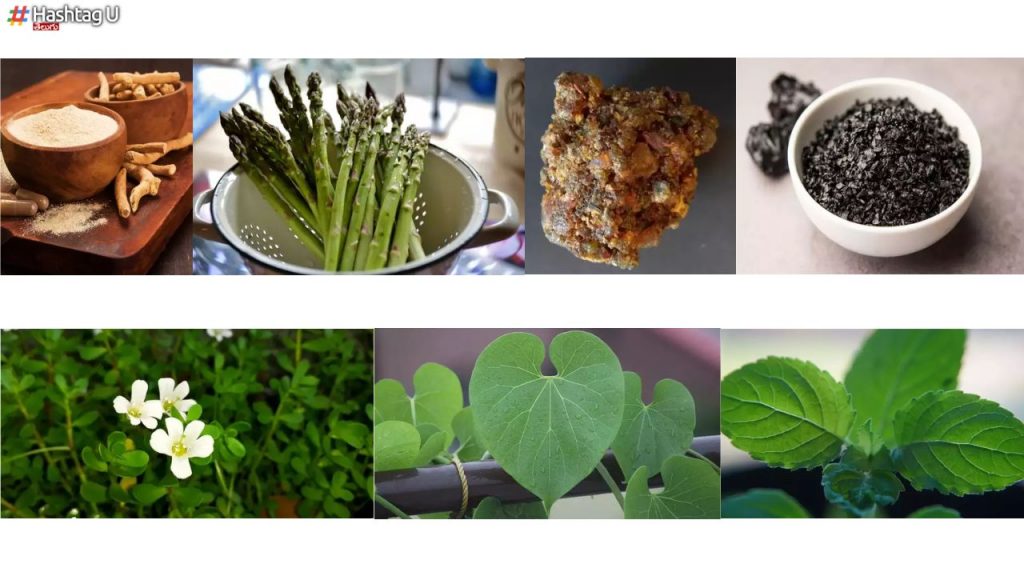 ​himalayan Herbs