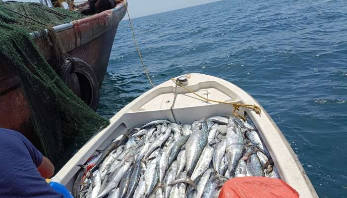 Ban on fishing in Oman: ఒమన్‌లో చేపల వేటపై నిషేధం