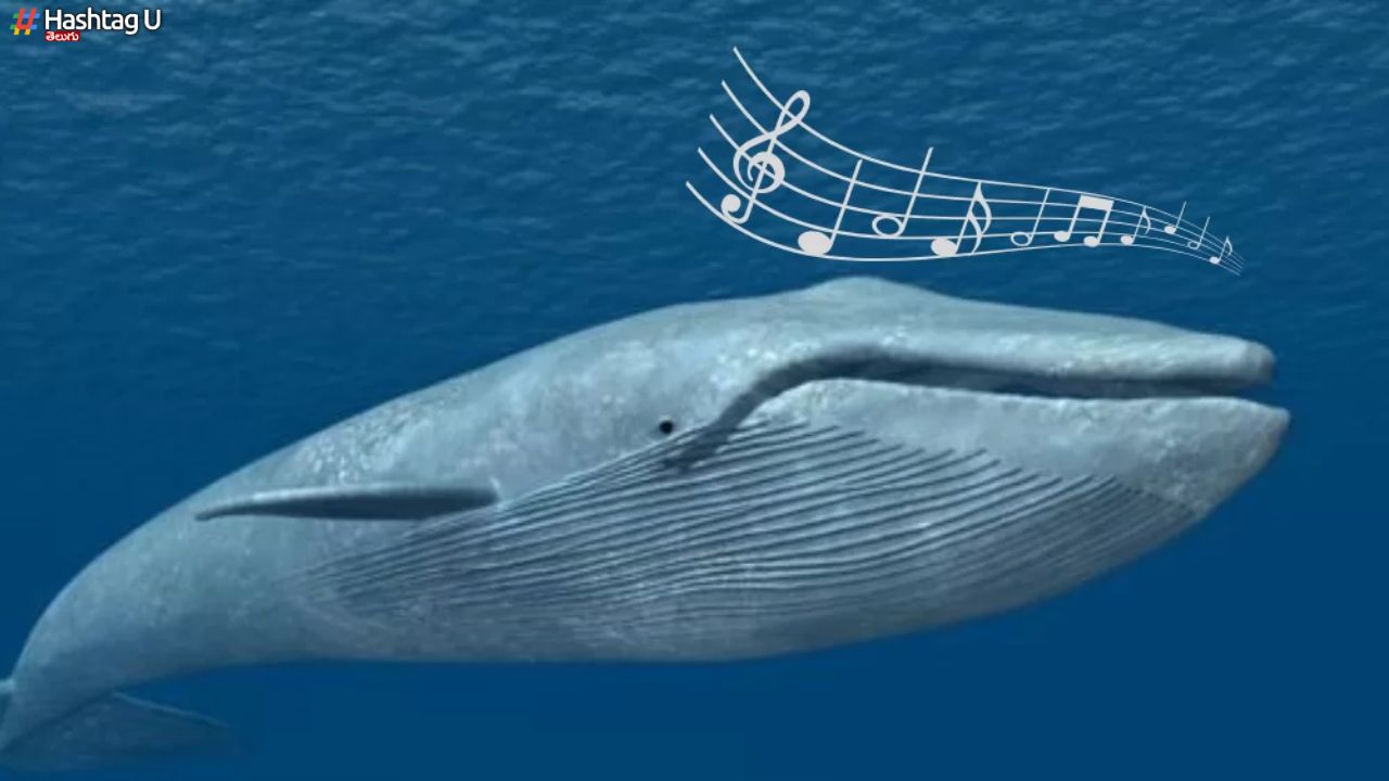 Blue Whales Singing : సంతానోత్పత్తి టైంలో పాట పాడే తిమింగలాలు