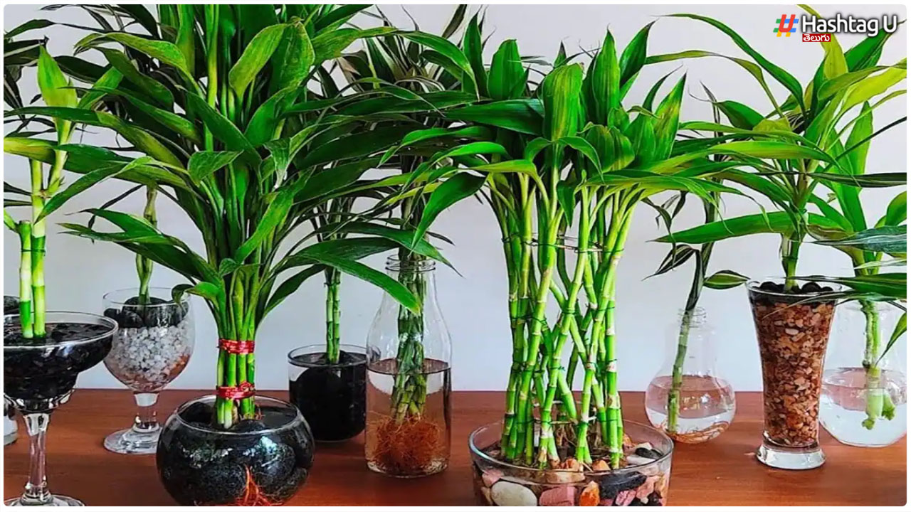 Bamboo Plant : వెదురు మొక్కను ఇంట్లో పెంచుకోవచ్చా..? అదృష్టం కలిసి వస్తుందా..? ఇందులో నిజమెంత?