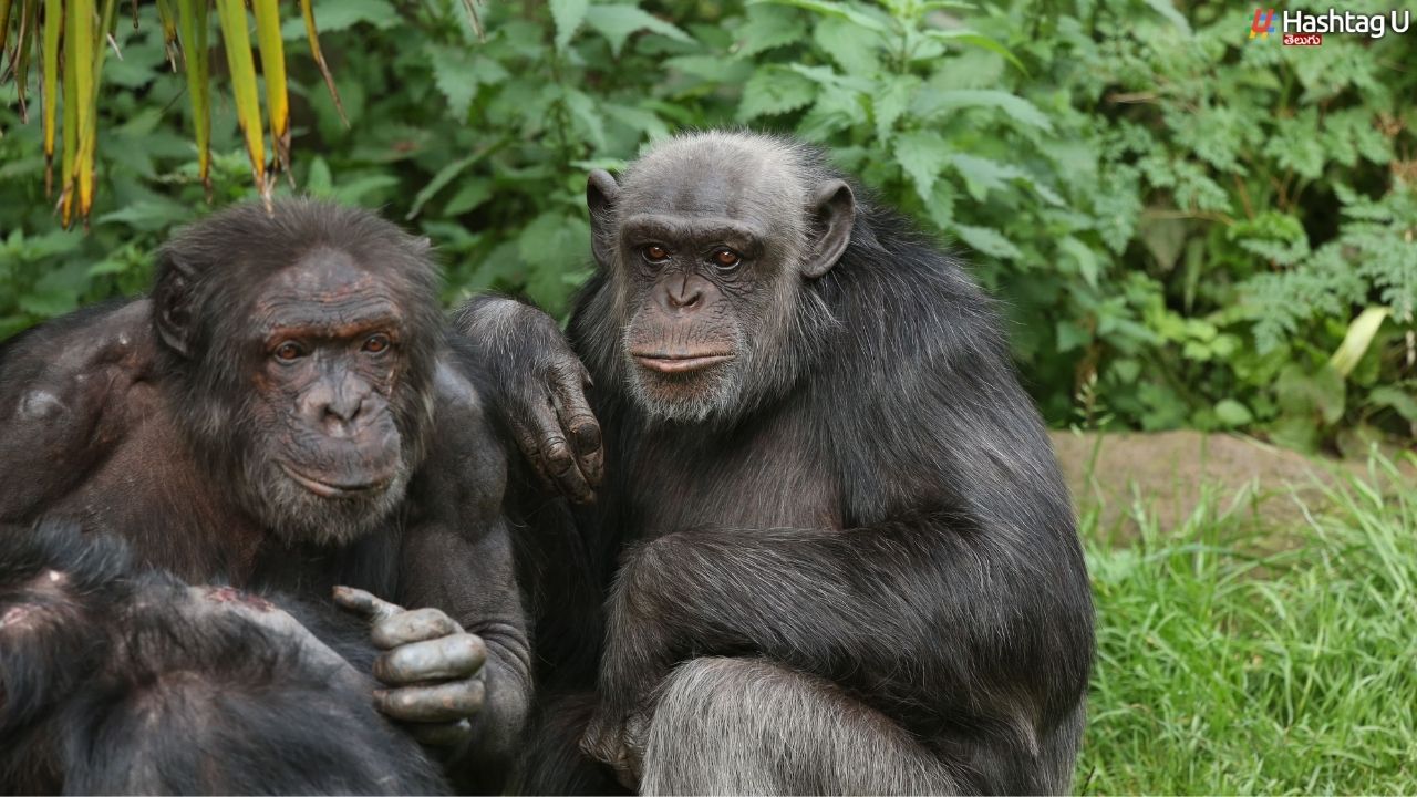 Chimpanzees : చింపాంజీలు, బోనోబోల మెమొరీ పవర్‌పై సంచలన నివేదిక