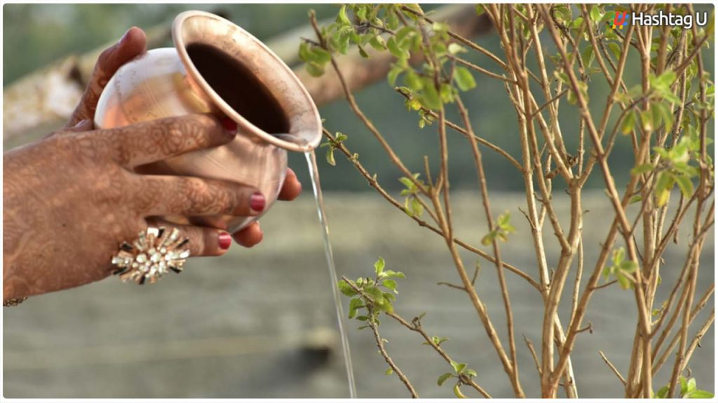 Do Not Make Those 4 Mistakes At All When It Comes To Watering The Tulsi Plant.. What Are They..