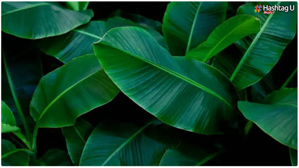 Do You Know The Amazing Benefits Of Banana Leaf Water..