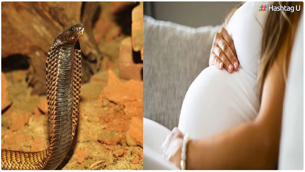 Snake vs Pregnant Woman : గర్భవతిని పాము ఎందుకు కాటు వేయదో మీకు తెలుసా?