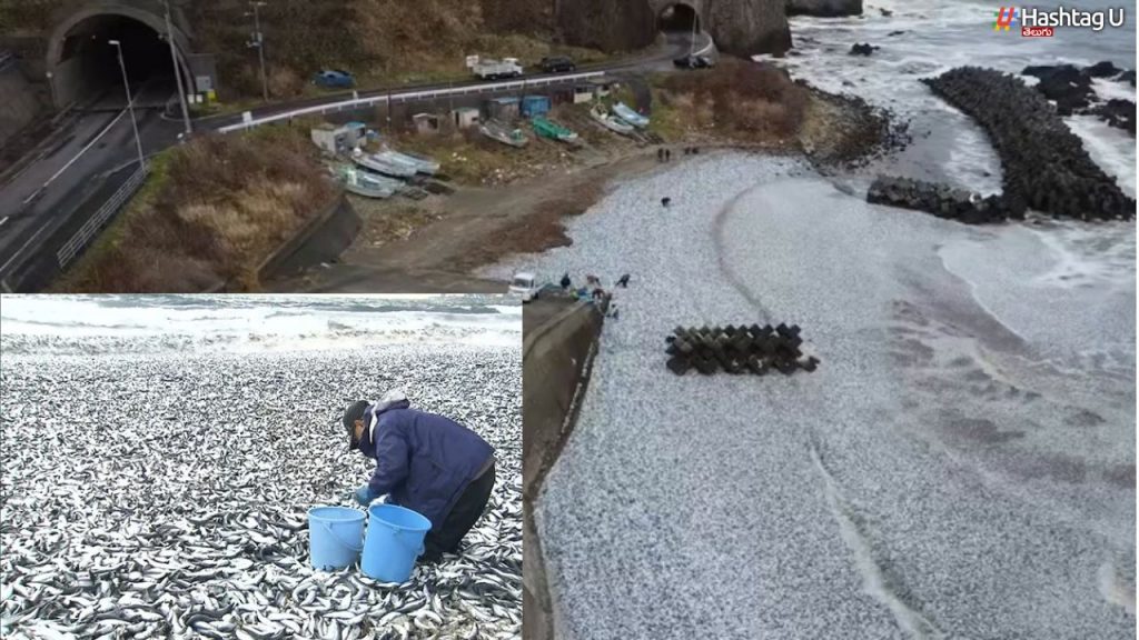 Fish Flood