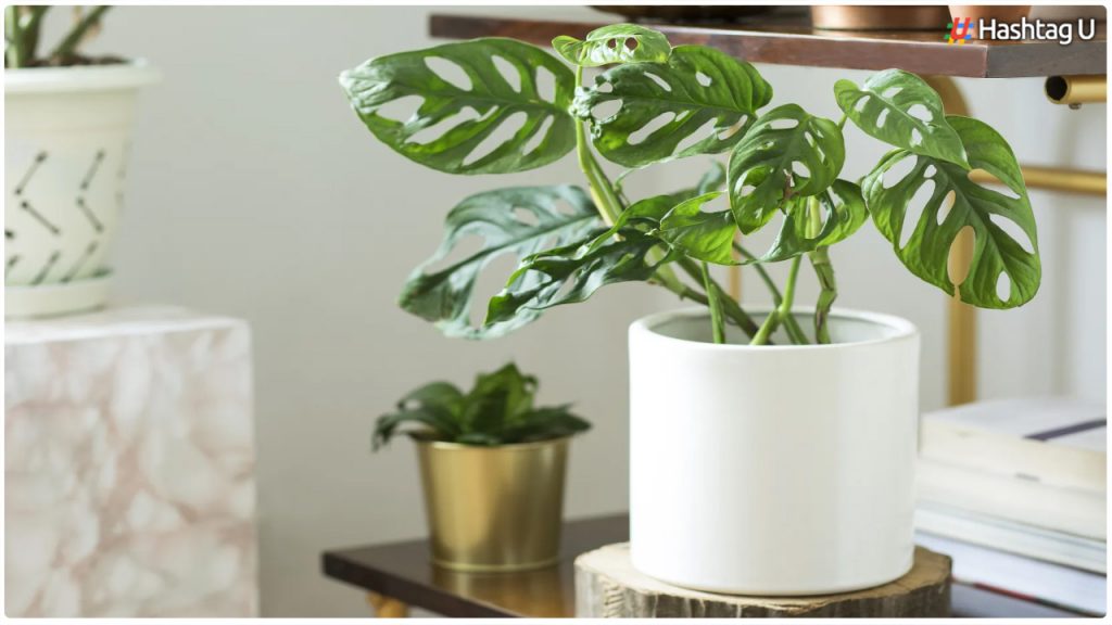 If You Have This Good Luck Plant In Your House, Financial Problems Should Go Away.
