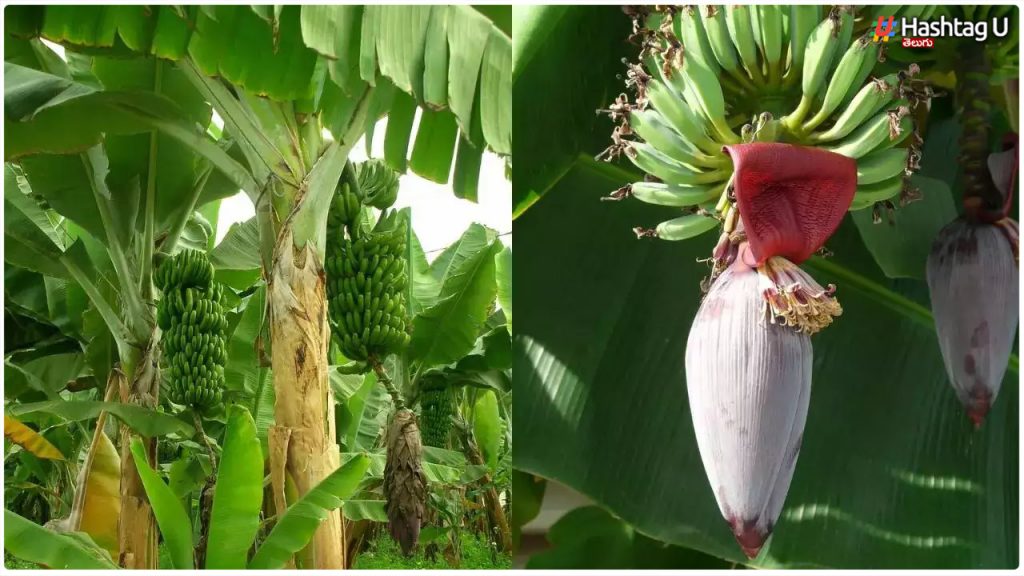 If You Worship The Banana Tree On That Day Of The Week, Your Wishes Will Be Fulfilled.