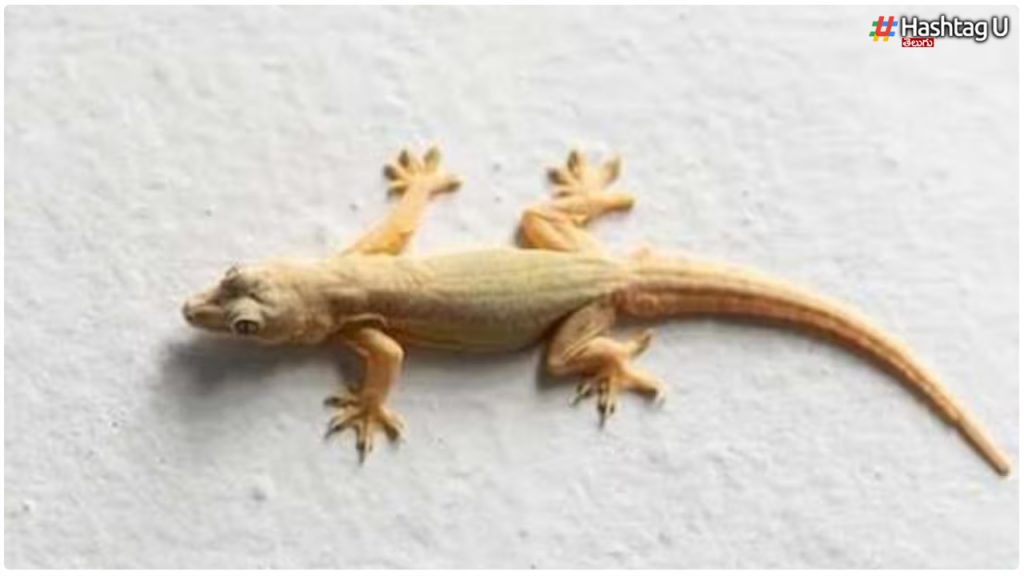 Lizard To Fall On The Body.. Is It Ominous..