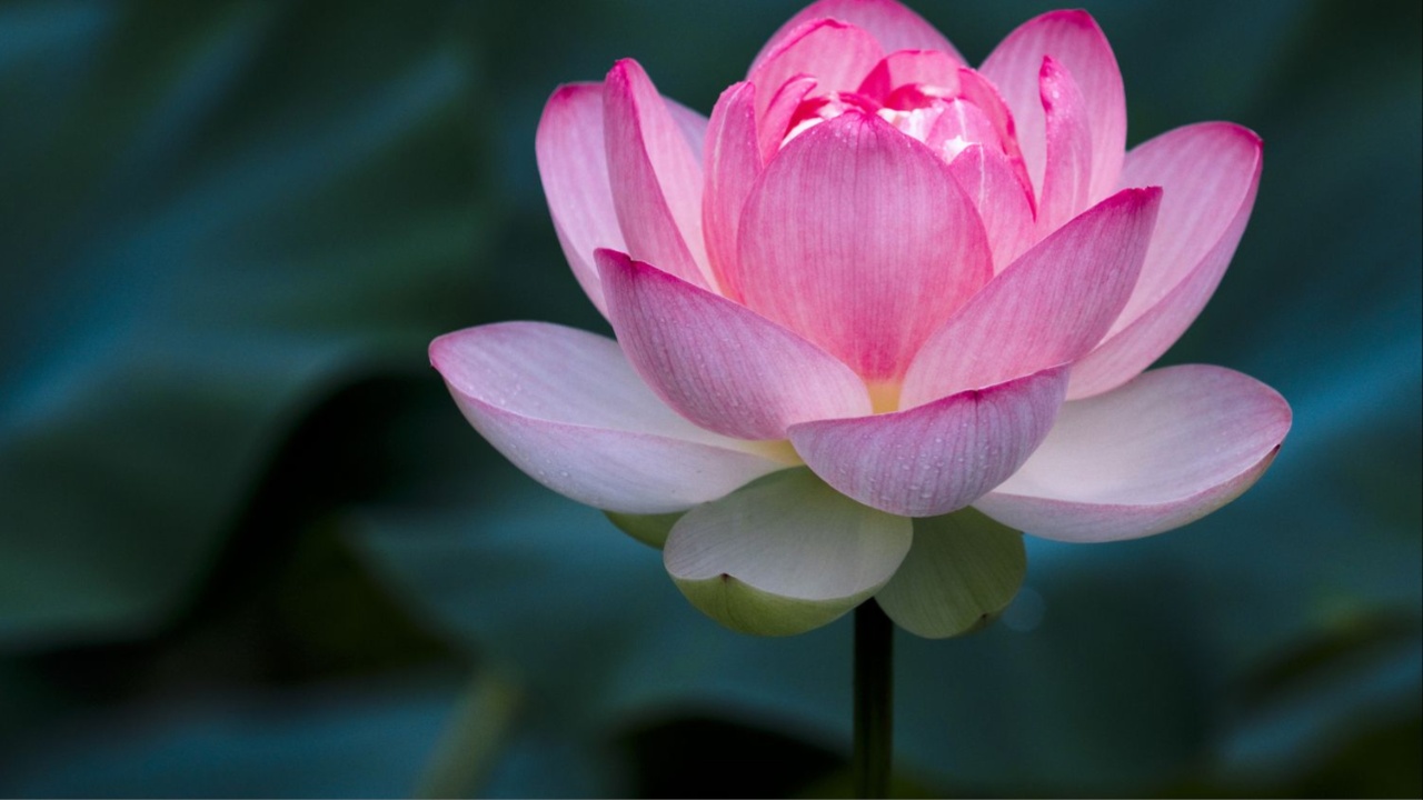 Lotus In Puja: పూజలో కలువ పువ్వును ఉపయోగిస్తే ఏం జరుగుతుందో మీకు తెలుసా?