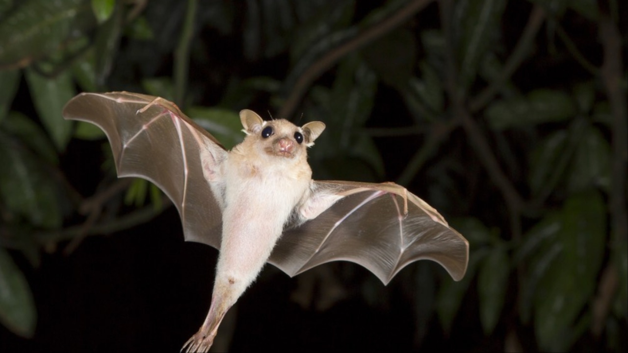 Bats: కలలో గబ్బిలాలు కనిపిస్తే ఏమి జరుగుతుందో తెలుసా?