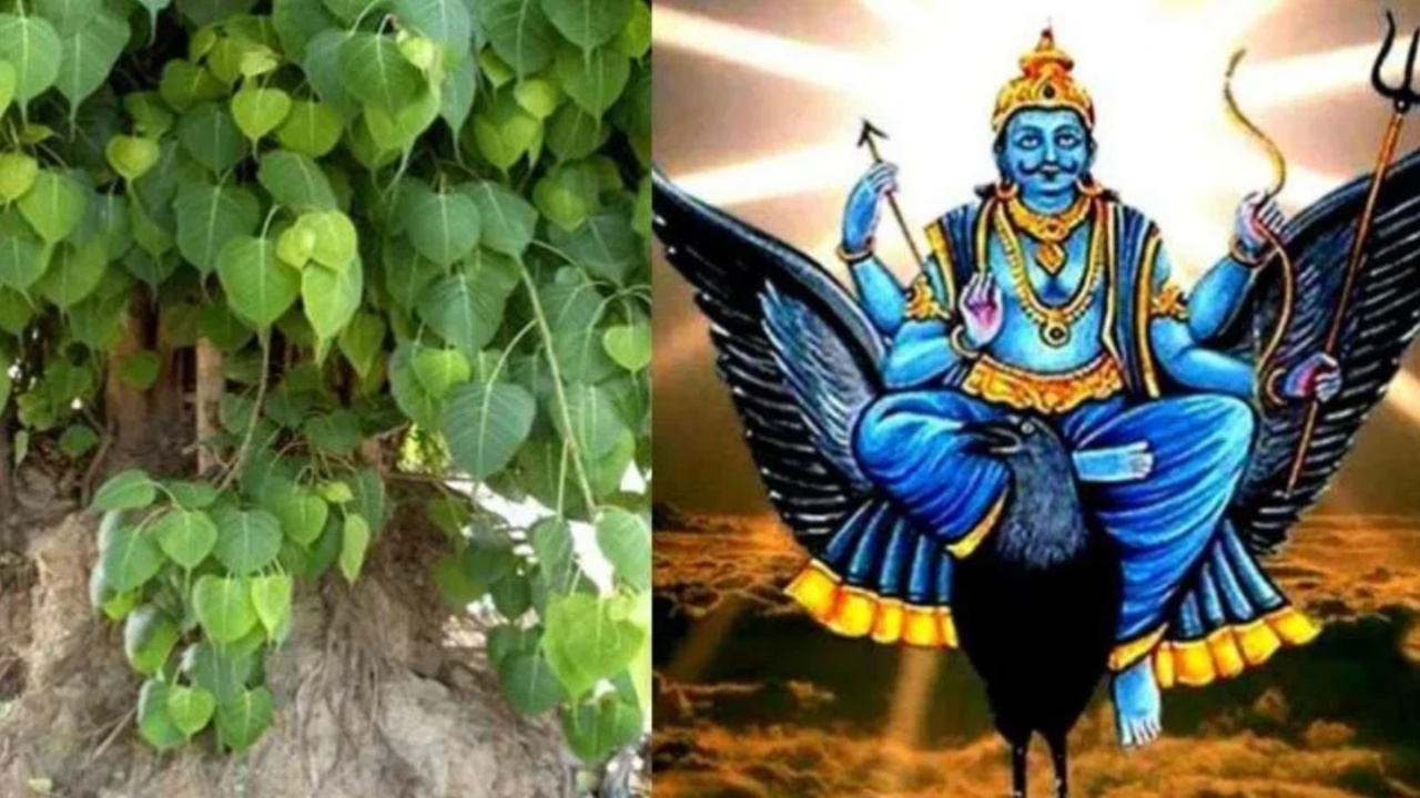 Peepal Tree: శని అనుగ్రహం కలగాలంటే రావి చెట్టుని ఈ విధంగా పూజించాల్సిందే?