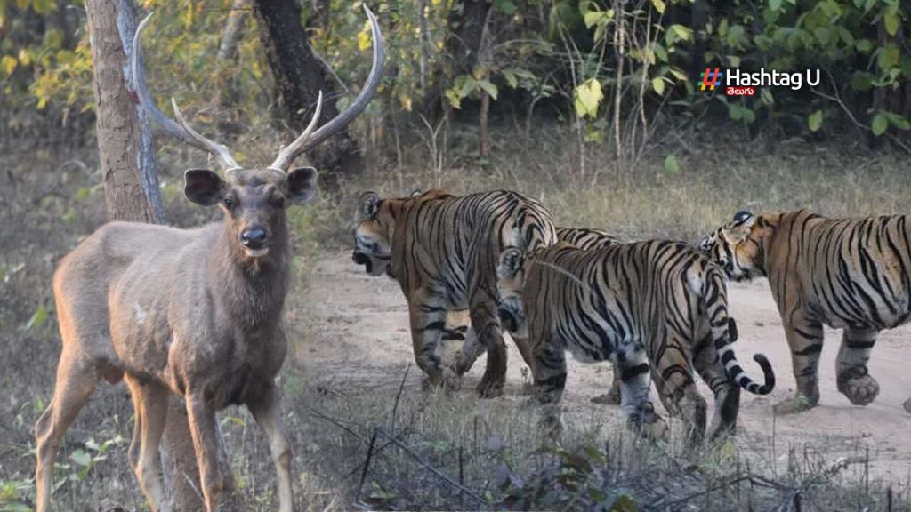 Tadoba National Park