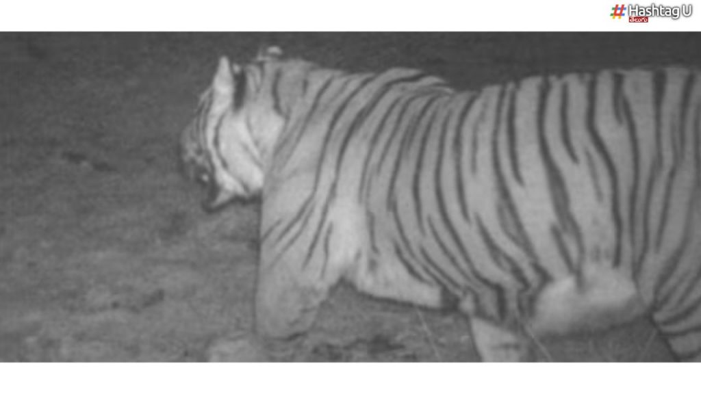 Tiger 3640 Metres