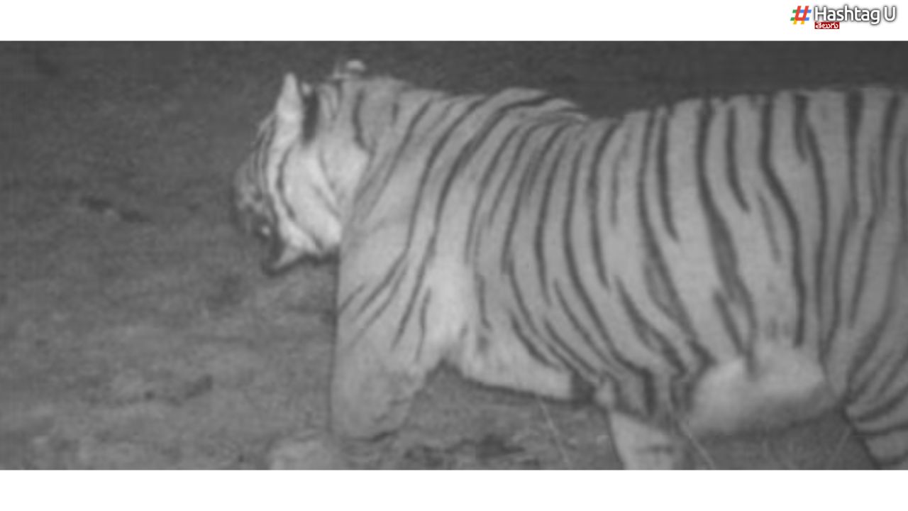 Tiger – 3640 Metres : వామ్మో.. అంత హైట్‌లోనూ టైగర్స్