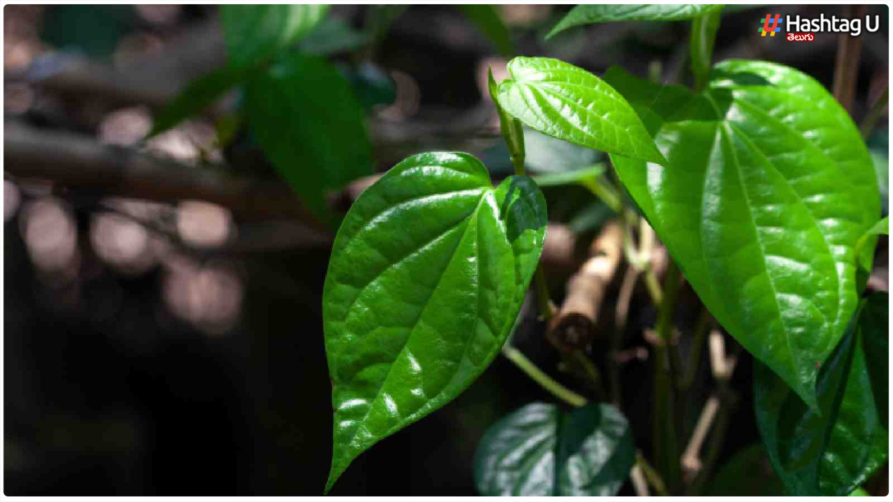 Betel Leaf Tips : వామ్మో.. తమలపాకు ఎక్కువగా తీసుకుంటే అలాంటి వ్యాధులు వస్తాయా!