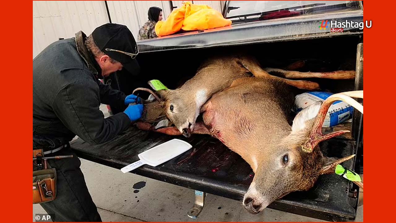 Zombie Deer Disease : అమెరికాలో ‘జాంబీ డీర్‌ వ్యాధి’ కలకలం..ఖంగారుపడుతున్న అగ్రరాజ్యం