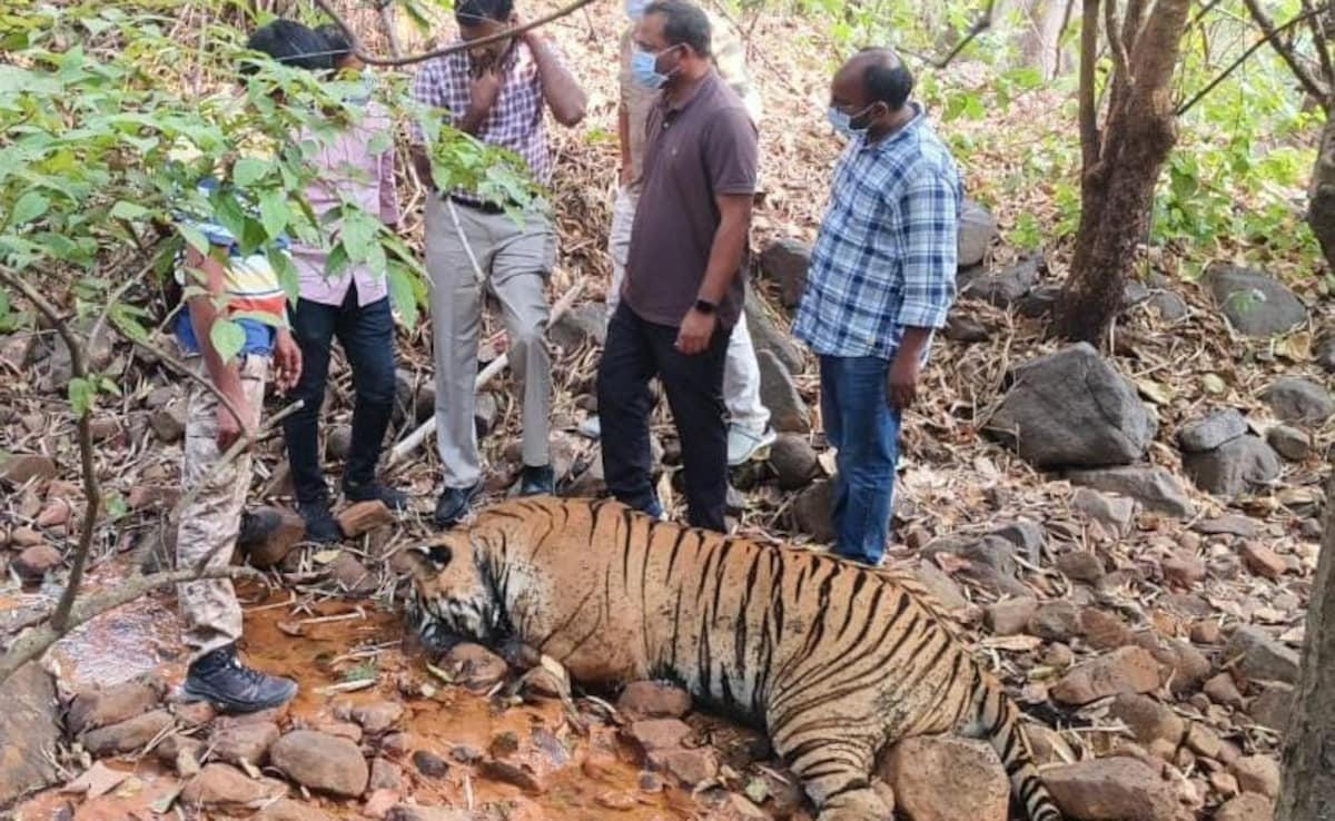 Tiger Dead: తెలంగాణలో మరణించిన పులికి విషప్రయోగం