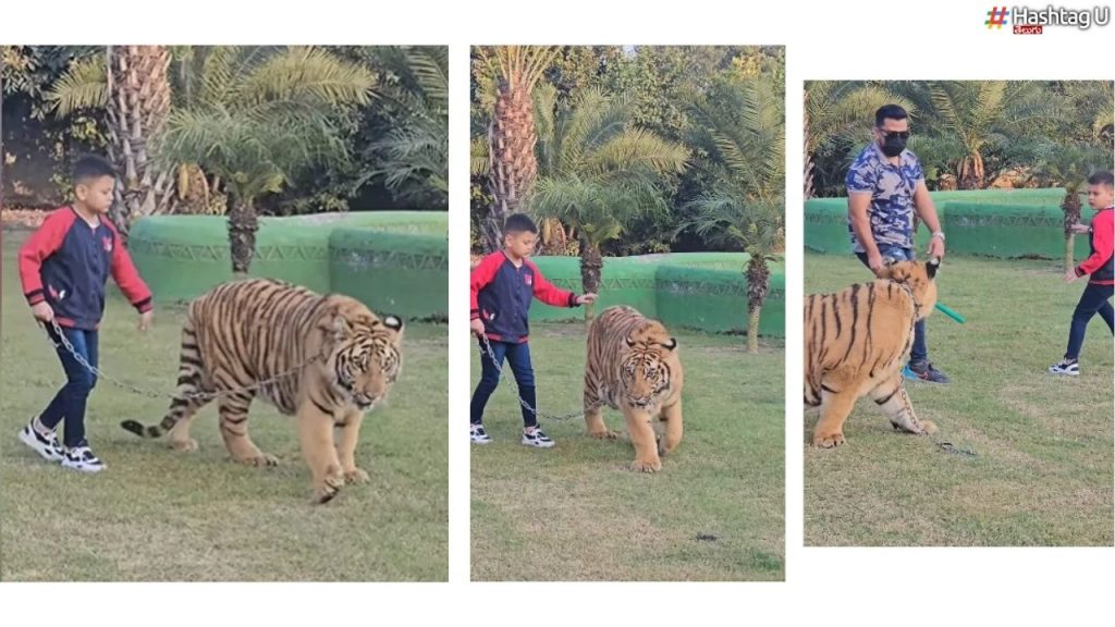 Boy With Tiger