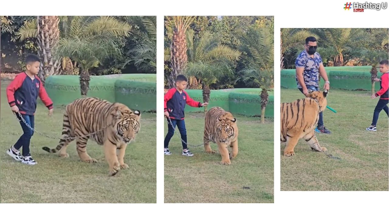 Boy With Tiger : పులితో పిల్లాడి షికారు.. కట్ చేస్తే ఏమైందంటే ?