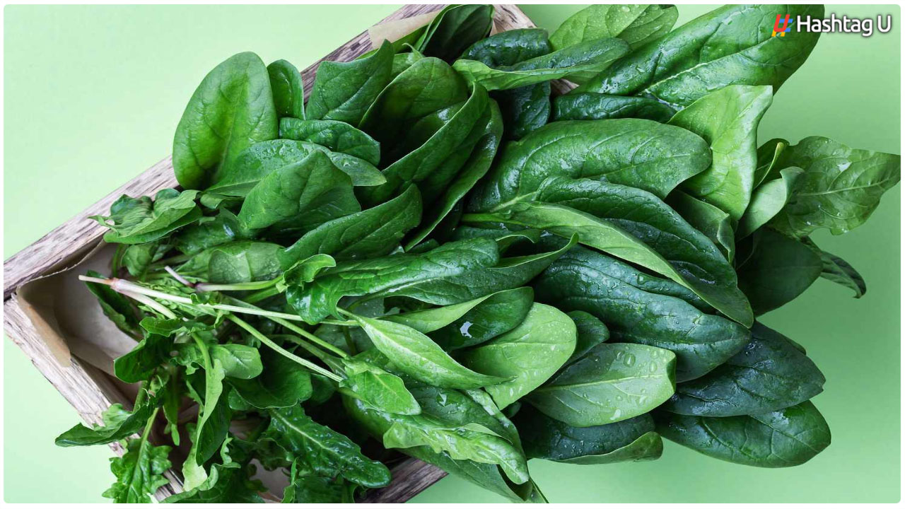 Spinach : బచ్చలి కూర వల్ల కలిగే ఆరోగ్య ప్రయోజనాల గురించి మీకు తెలుసా?