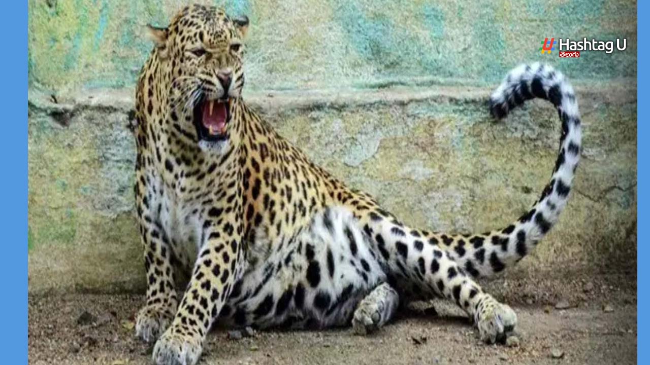 Leopard : అపార్ట్‌మెంట్లోకి చొరబడ్డ చిరుత..భయంతో వణికిపోయిన స్థానికులు