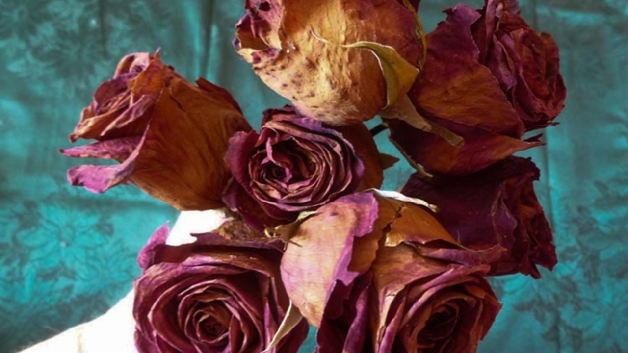 Dried Rose Benefits: ఎండిపోయిన గులాబీలను పాడేస్తున్నారా.. వాటి వల్ల కలిగే ప్రయోజనాలు గురించి తెలిస్తే మాత్రం?
