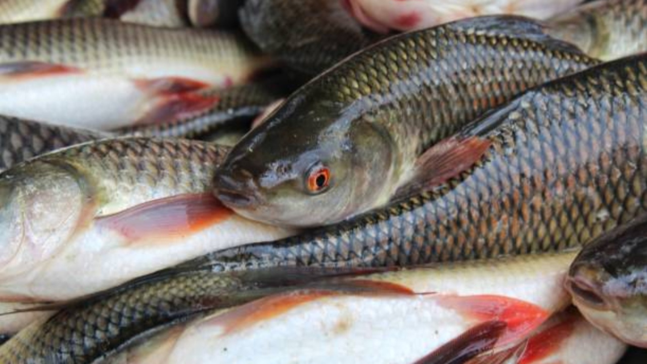 Eating Fish: ఏంటి.. చేపలు తింటే అలాంటి వ్యాధులు వస్తాయా.. ఇందులో నిజమెంత?