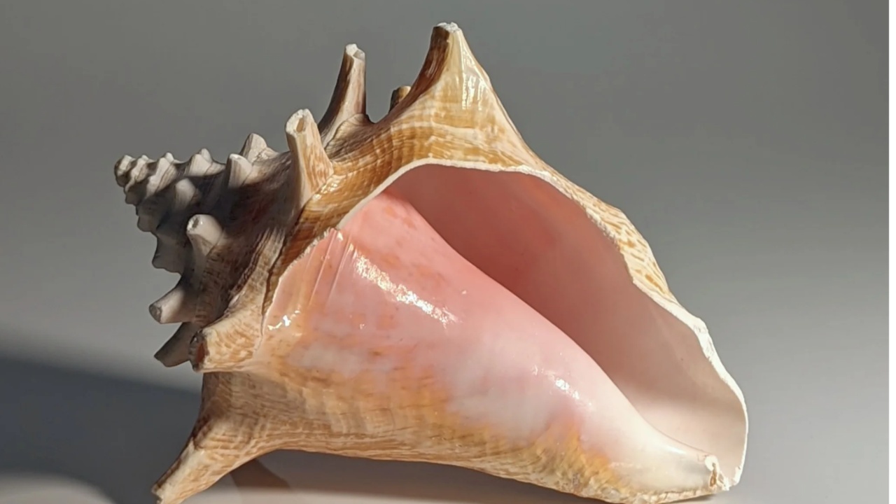 Conch Shell : మీ ఇంట్లో కూడా శంఖం ఉందా.. అయితే ఈ విషయాలు తప్పకుండా గుర్తుంచుకోవాల్సిందే?