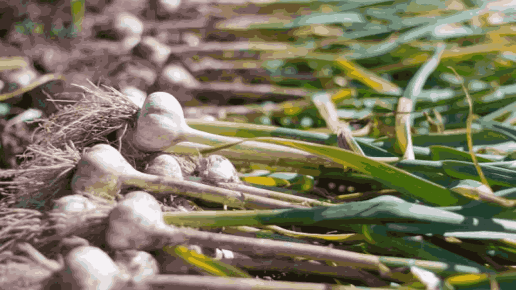 Green Garlic Benefits