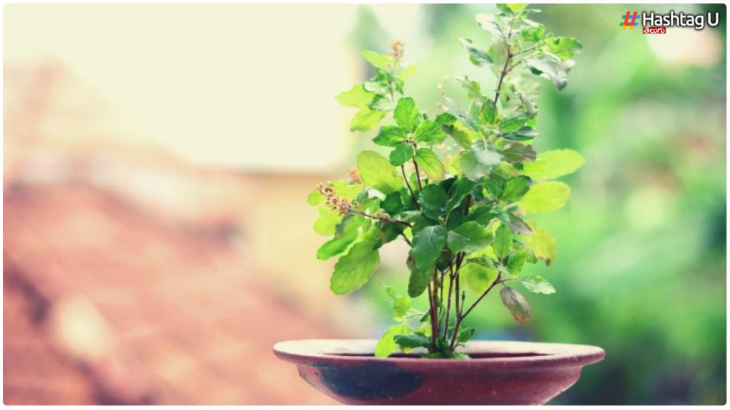 Tulsi Plant Don't Forget These Things Even By Mistake While Doing Tulsi Puja..