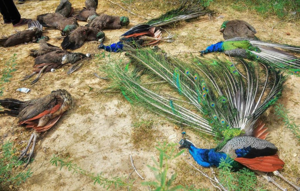 Peacock Dead