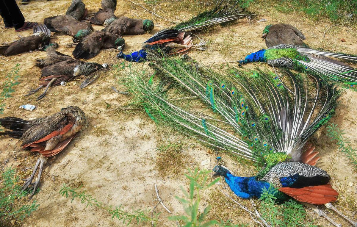 Peacocks Dead: రాజస్థాన్‌లో 50 నెమళ్లు మృతి